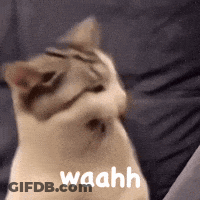 Cat Sitting On Couch Saying Waahh GIF