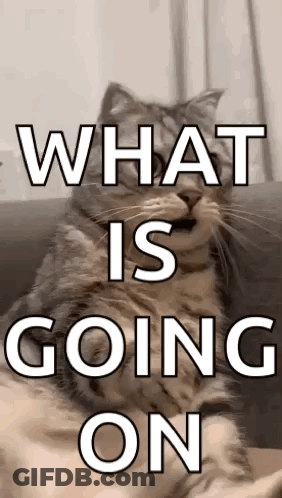 Cat Sitting On Couch Saying What GIF