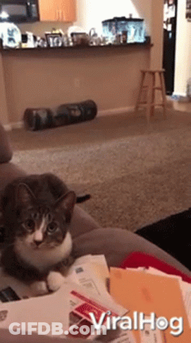 Cat Sitting On Couch Viralhog GIF