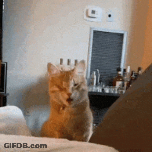 Cat Sitting On Couch GIF