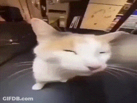 Cat Sitting On Couch With Eyes Closed GIF