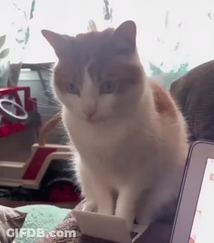 Cat Sitting On Couch With Laptop And Toy Truck GIF