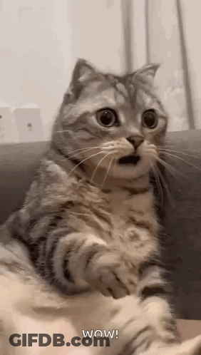 Cat Sitting On Couch With Mouth Open GIF