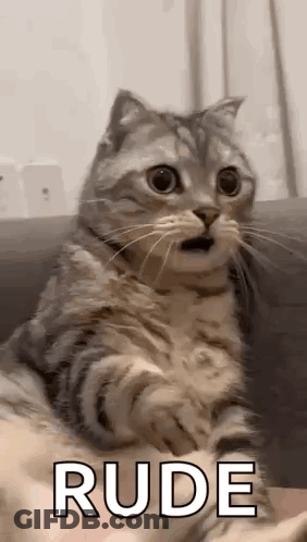 Cat Sitting On Couch With Mouth Open GIF