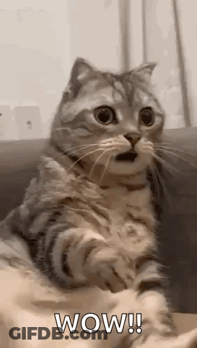 Cat Sitting On Couch With Mouth Open GIF