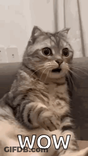 Cat Sitting On Couch With Open Mouth GIF