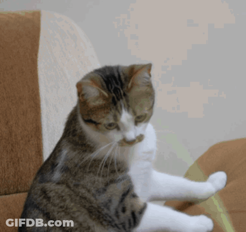 Cat Sitting On Couch With Paws Crossed GIF