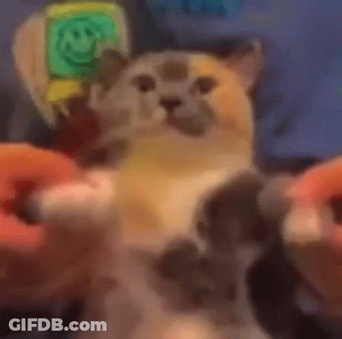 Cat Sitting On Couch With Smiley Face GIF