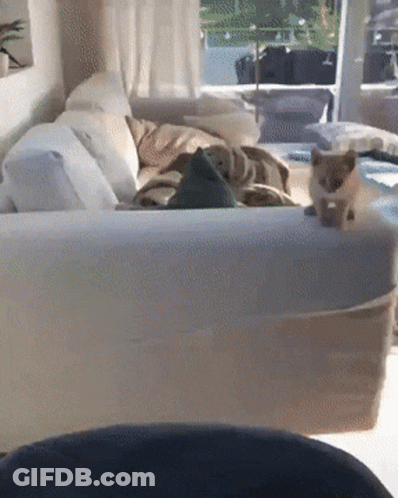 Cat Sitting On Couch GIF