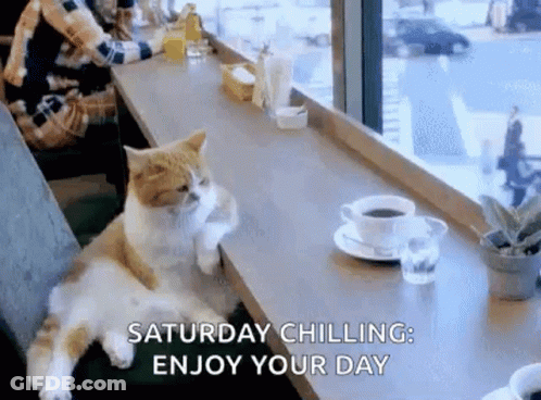 Cat Sitting On Counter With Coffee GIF