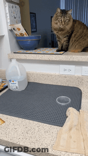 Cat Sitting On Counter With Water Gallon GIF