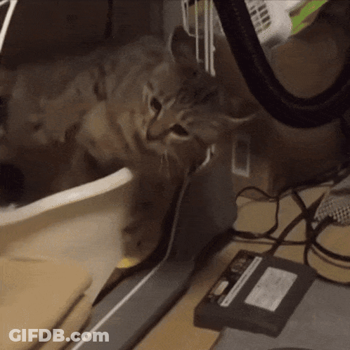Cat Sitting On Desk Next To Charger GIF