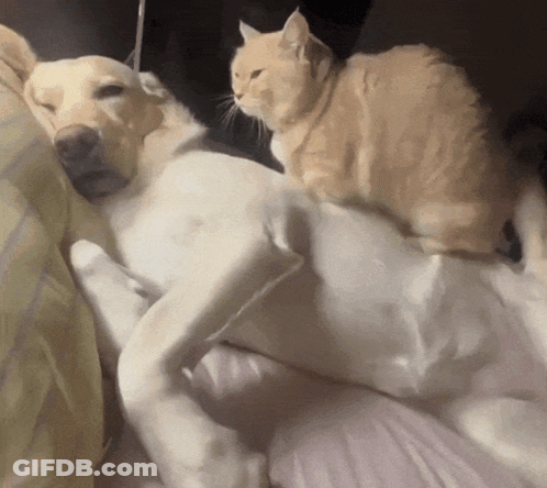 Cat Sitting On Dog On Bed GIF