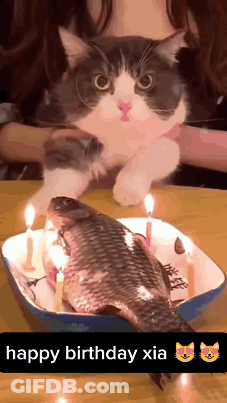 Cat Sitting On Fish With Candles Happy Birthday Xia GIF
