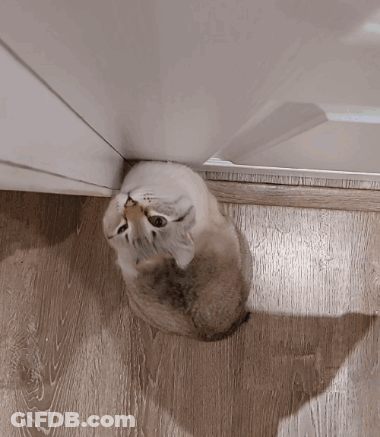 Cat Sitting On Floor Looking Up GIF