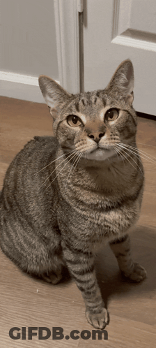 Cat Sitting On Floor Looking Up GIF