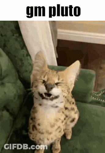Cat Sitting On Green Couch Laughing GIF