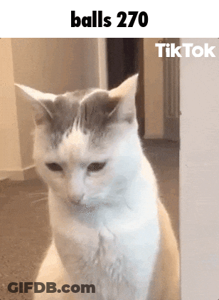 Cat Sitting On Hind Legs Caption Balls 270 GIF