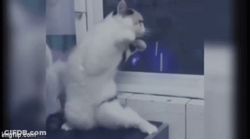 Cat Sitting On Hind Legs Looking Out Window GIF