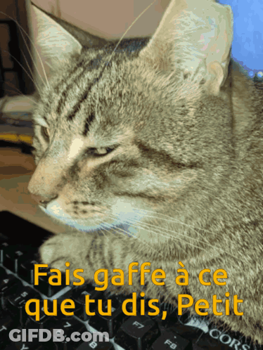 Cat Sitting On Keyboard Saying Fais Gaffe À Ce Que Tu Dis Petit GIF