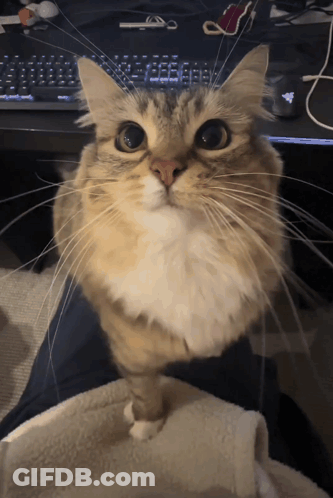 Cat Sitting On Lap Looking At Camera GIF