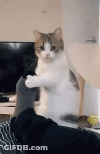 Cat Sitting On Lap Playing With Feet GIF