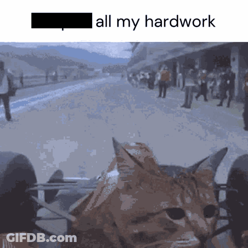 Cat Sitting On Lap Saying All My Hardwork GIF