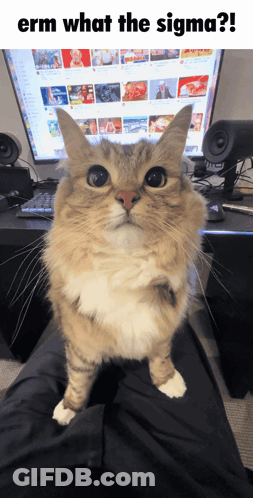 Cat Sitting On Lap Saying Erm What The Sigma GIF