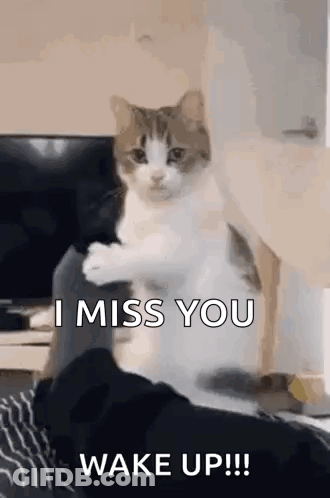 Cat Sitting On Lap Saying Miss You Wake Up GIF