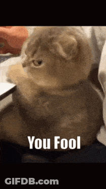 Cat Sitting On Lap Saying You Fool GIF