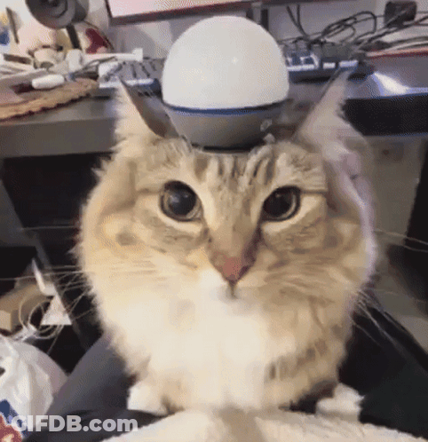 Cat Sitting On Lap With Light GIF