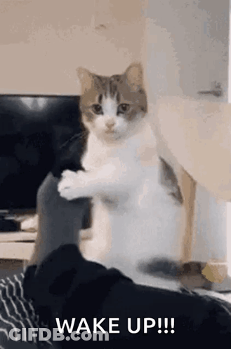 Cat Sitting On Lap With Paws Outstretched GIF