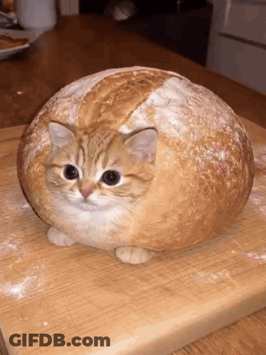 Cat Sitting On Loaf Of Bread GIF