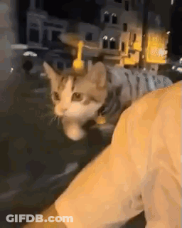 Cat Sitting On Man's Shoulder In Car Night GIF