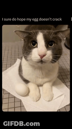 Cat Sitting On Paper Towel Roll With Egg GIF