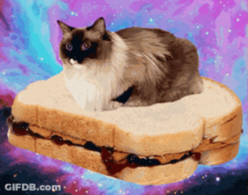 Cat Sitting On Peanut Butter And Jelly Sandwich GIF
