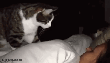 Cat Sitting On Person's Head GIF