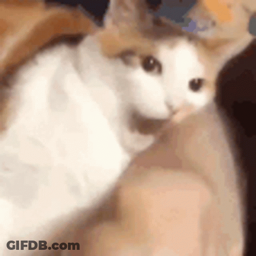 Cat Sitting On Person's Lap GIF