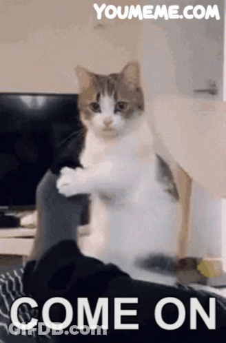 Cat Sitting On Person's Lap Come On GIF