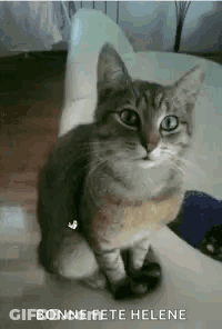 Cat Sitting On Person's Lap Looking At Camera GIF
