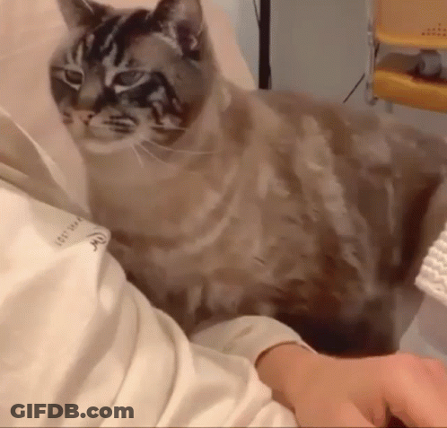 Cat Sitting On Person's Lap GIF