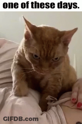 Cat Sitting On Person's Shoulder GIF