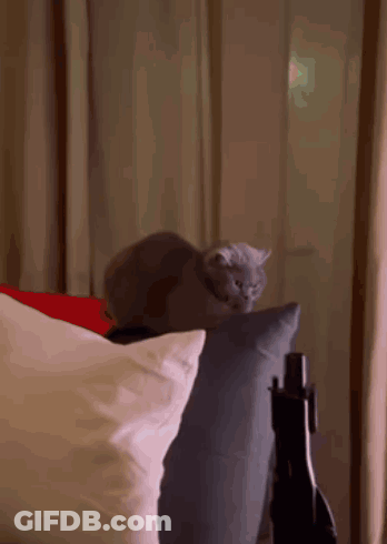 Cat Sitting On Pillow GIF