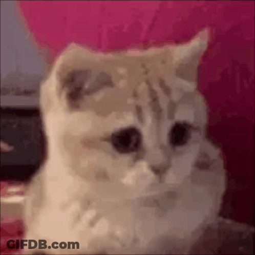 Cat Sitting On Pink Couch Looking At Camera GIF