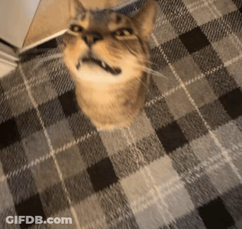 Cat Sitting On Plaid Rug Looking Up GIF