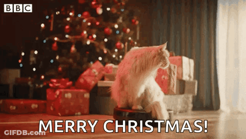Cat Sitting On Remote Control By Christmas Tree GIF