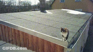 Cat Sitting On Roof Next To Wooden Fence GIF