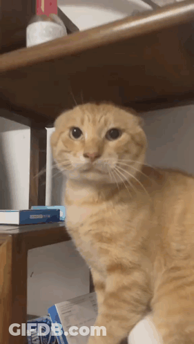 Cat Sitting On Shelf Next To Box Saying Ice GIF