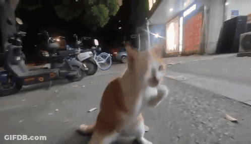 Cat Sitting On Sidewalk In Front Of Store GIF
