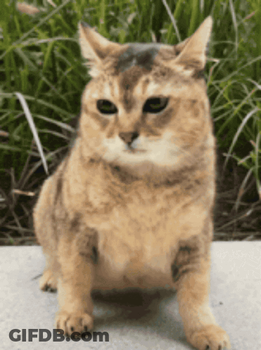 Cat Sitting On Sidewalk Looking At Camera GIF